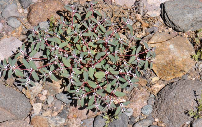 Chamaesyce pediculifera, Carrizo Mountain Sandmat